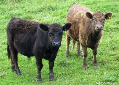 Curly cows