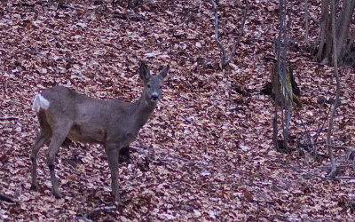 Deer3.jpg