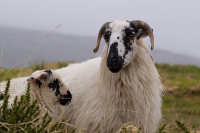 Sheep1.jpg