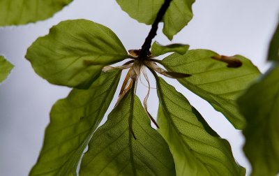 Beech3.jpg