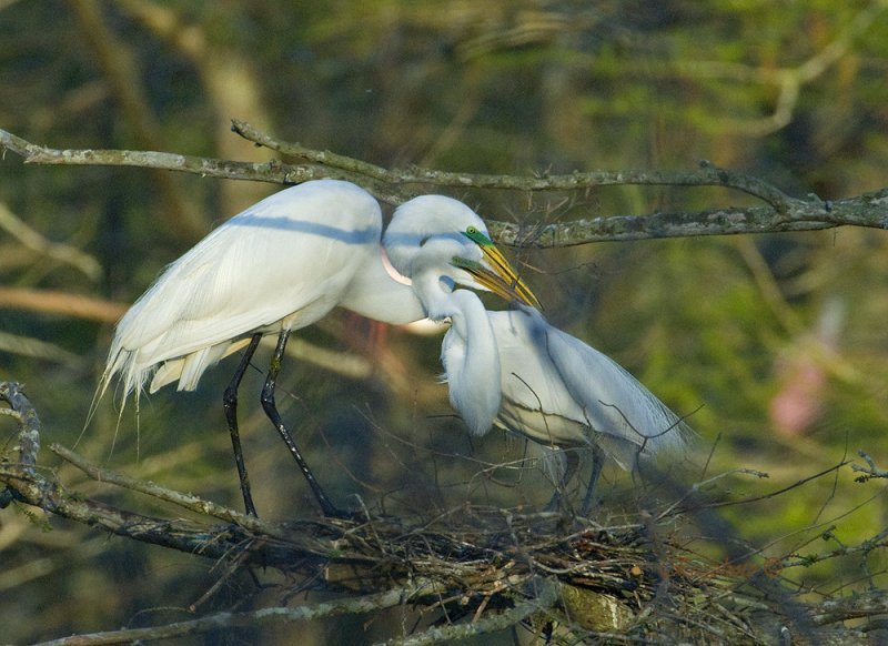 Great Egret (Ardea alba)