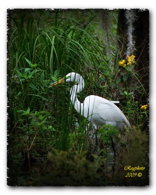 Great  Egret (Ardea alba)