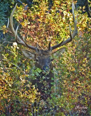 Bull Elk