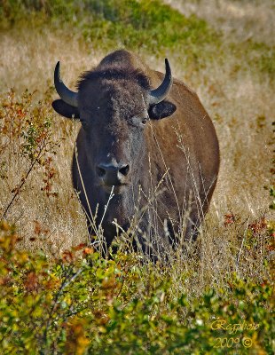 Bison