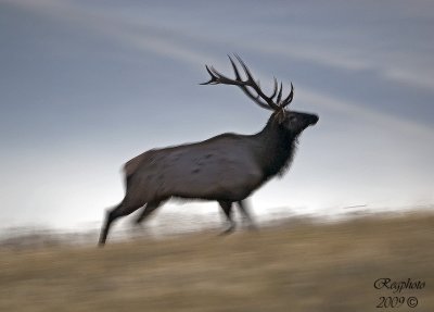 Elk running NBR early AM.jpg