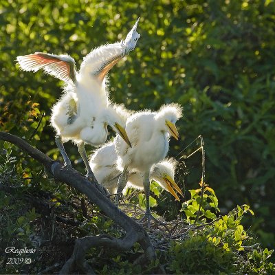Great Egret (Ardea alba) Chicks
