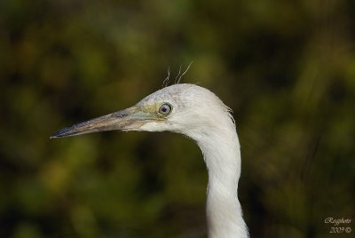 Great Egret (Ardea alba) Imature