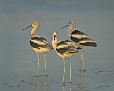 American Avocet (Recurvirostra americana)