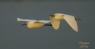 Snowey Egrets (Egretta thula)