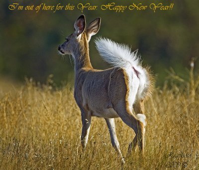 White Tait Deer( Doe)