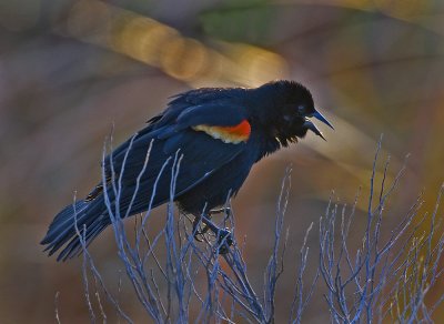Red- Winged Blackbird (Agelaius phoeniceus)