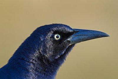 Boat- tailed Grackle (Quiscalus major)
