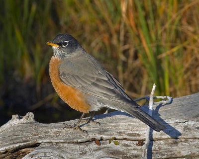 American Robin (Turdus migratorius)