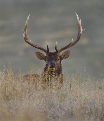 Bull Elk