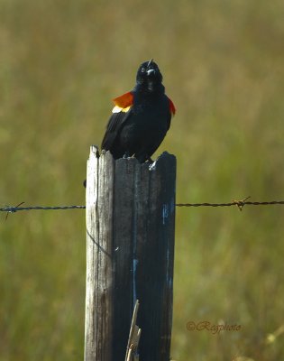 Red- Winged Blackbird (Agelaius phoeniceus)