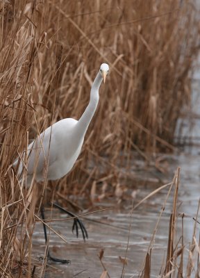 Great White Heron -  Zilverreiger