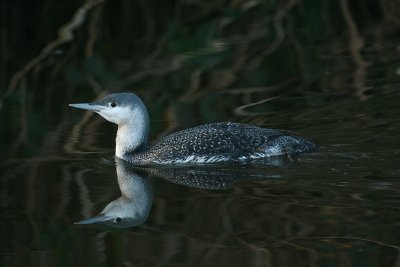 Red-throated Diver - Roodkeelduiker