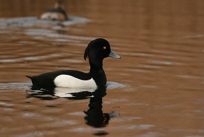 Tufted Duck - Kuifeend