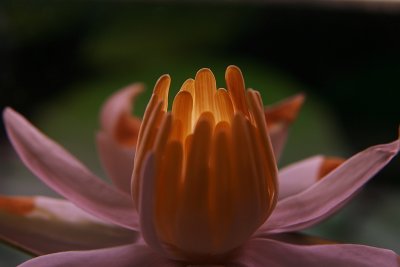Rode tijgerlotus bloem