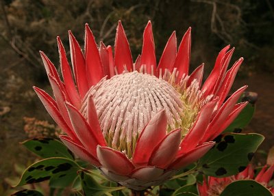 Nationale bloem van Zuid Afrika, de Protea suikerbossie