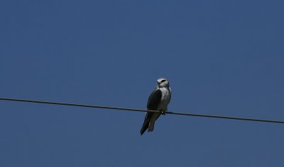  Bird's of South Africa