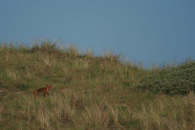 Vos in duin landschap - Fox in the dune's