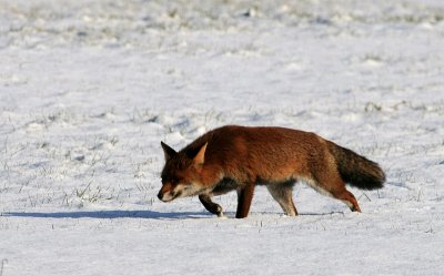 Vos - Fox in the snow