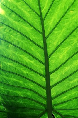 Blad -Leaf