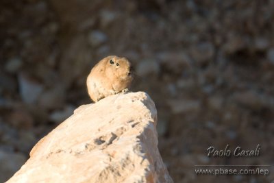 Gundi (Ctenodactylus sp.)