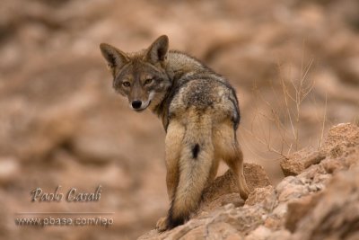 Golden Jackal (Canis aureus)