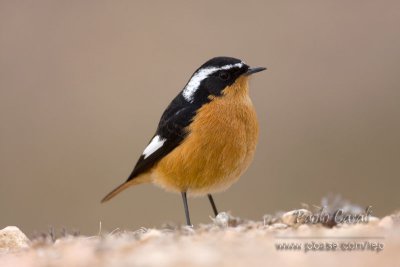 Moussier Redstart