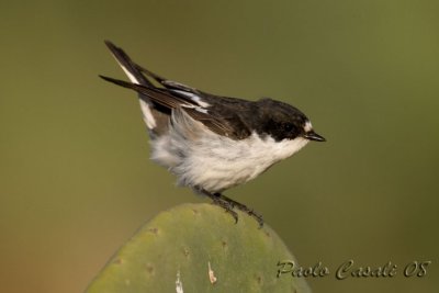 Pied Flycatcher (Ficedula hypoleuca)