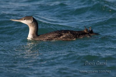 Red-throated Diver (Gavia stellata)