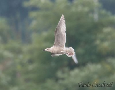 Gull sp.