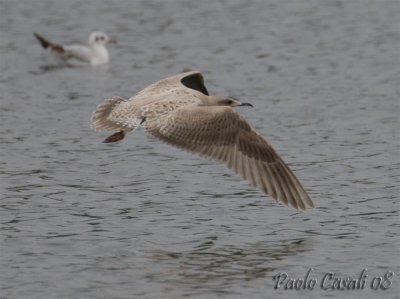 Gull sp.