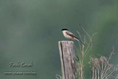Unidentified Shrike
