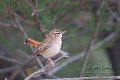 Rufous Bush Robin