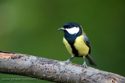 Great Tit (Parus major)