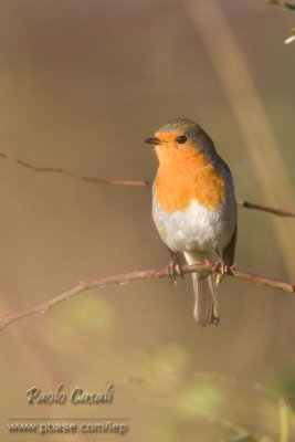 Robin (Erithacus rubecula)