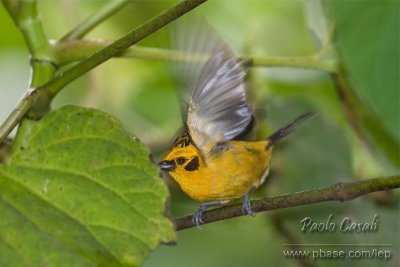 Golden Tanager