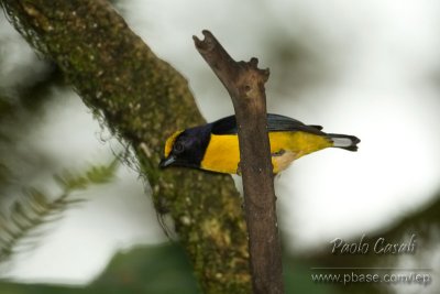 Orange-bellied Euphonia