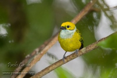 Silver-throated Tanager