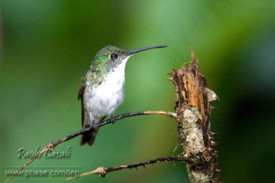 Andean Emerald