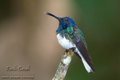 White-necked Jacobin