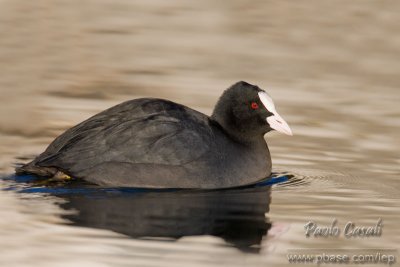 Coot (Fulica atra)