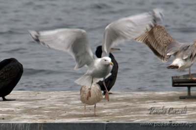 Caspian Gull (Larus cachinnans)
