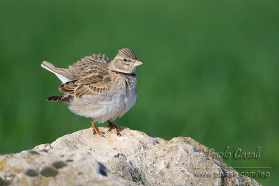 g3/61/892361/3/124499096.BCWm31CB.jpg