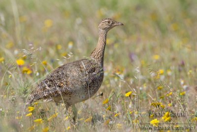 Little Bustard (Tetrax tetrax)