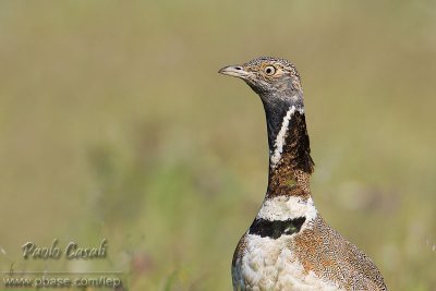 Little Bustard (Tetrax tetrax)