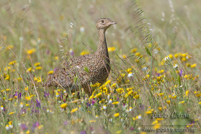 Little Bustard (Tetrax tetrax)